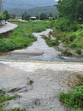 황정희님의 두릅 · 제초 작성글 사진
