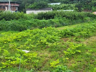 황정희님의 두릅 · 제초 작성글 사진