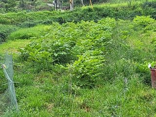 황정희님의 두릅 · 제초 작성글 사진