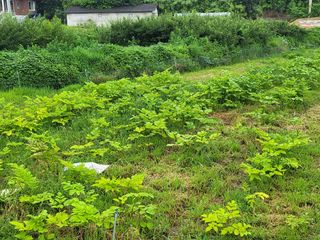 황정희님의 두릅 · 제초 작성글 사진