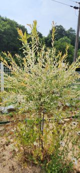 팜모닝 고추·일상 게시글 이미지