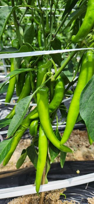 박희영님의 고추 · 일상 작성글 사진