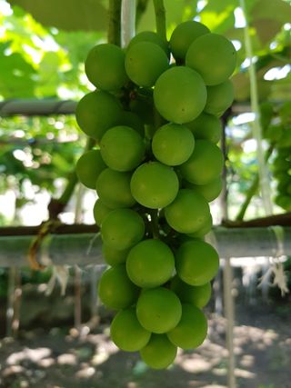 생이님의 내 농사 경력 자랑하기 · 참여 작성글 사진