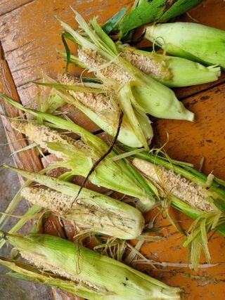 이상응님의 옥수수 · 자유게시판 작성글 사진