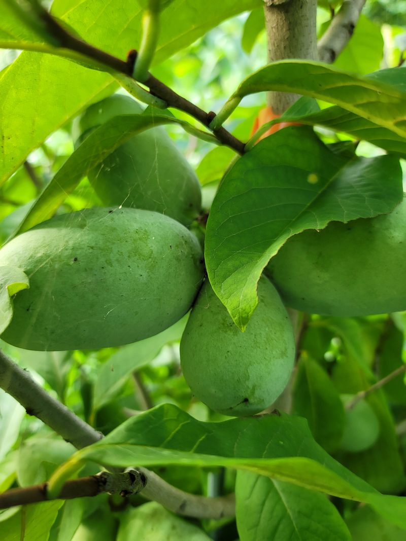 장터 상품 [포포열매 ] 썸네일