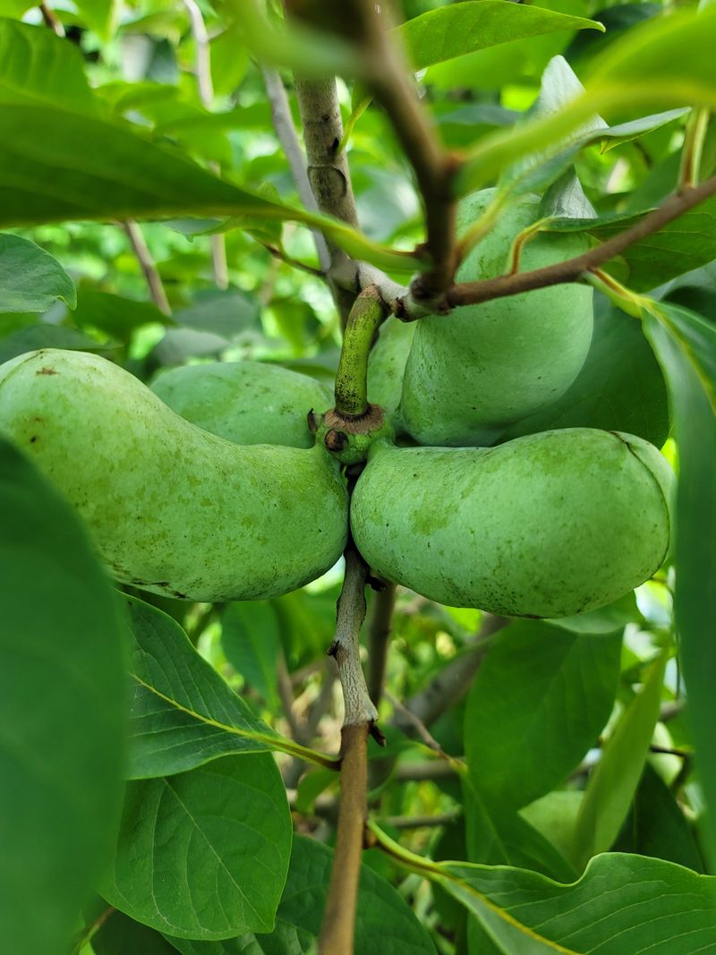 김안식~납작복숭아님의 장터 판매 상품 [포포열매 ] 첨부 사진