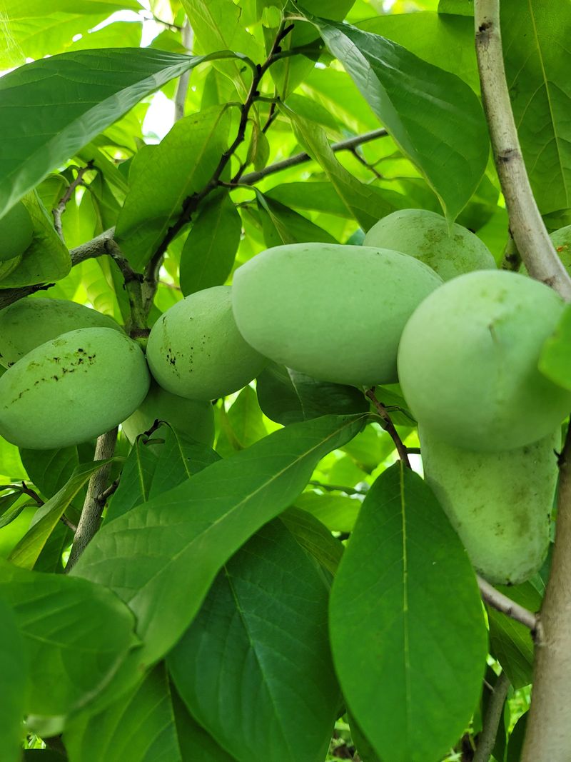 김안식~납작복숭아님의 장터 판매 상품 [포포열매 ] 첨부 사진