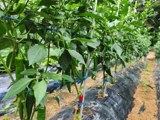 전병대님의 내 농사 경력 자랑하기 · 참여 작성글 사진