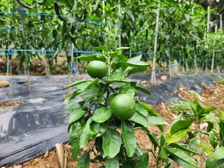 전병대님의 내 농사 경력 자랑하기 · 참여 작성글 사진