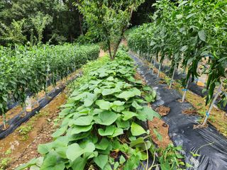 전병대님의 내 농사 경력 자랑하기 · 참여 작성글 사진