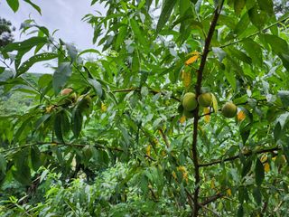 전병대님의 내 농사 경력 자랑하기 · 참여 작성글 사진