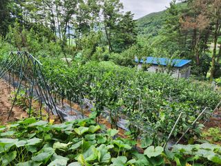 전병대님의 내 농사 경력 자랑하기 · 참여 작성글 사진