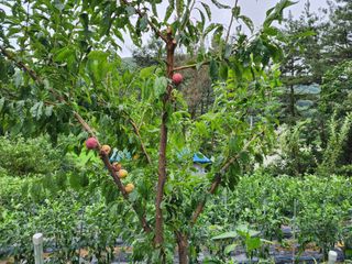 전병대님의 내 농사 경력 자랑하기 · 참여 작성글 사진