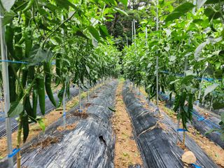 전병대님의 내 농사 경력 자랑하기 · 참여 작성글 사진