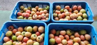 박남규님의 내 농사 경력 자랑하기 · 참여 작성글 사진