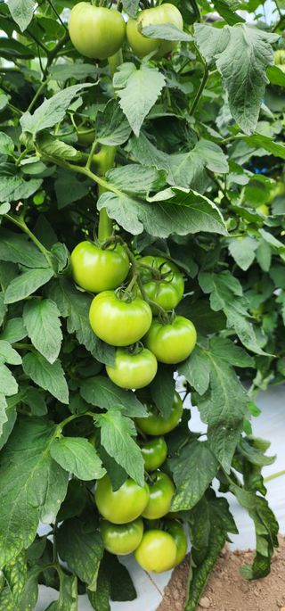 박남규님의 내 농사 경력 자랑하기 · 참여 작성글 사진