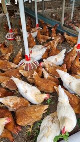 팜모닝 내 농사 경력 자랑하기·참여 게시글 이미지