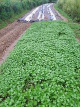 팜모닝 들깨·영농일지 게시글 이미지