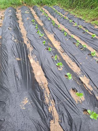 오문섭님의 들깨 · 영농일지 작성글 사진