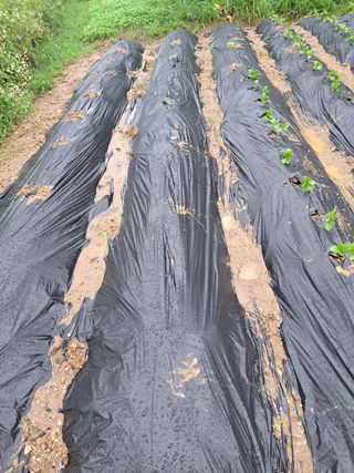 오문섭님의 들깨 · 영농일지 작성글 사진