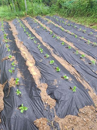 오문섭님의 들깨 · 영농일지 작성글 사진