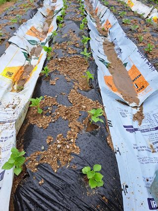 오문섭님의 들깨 · 영농일지 작성글 사진