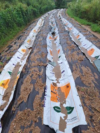 오문섭님의 들깨 · 영농일지 작성글 사진