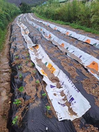 오문섭님의 들깨 · 영농일지 작성글 사진