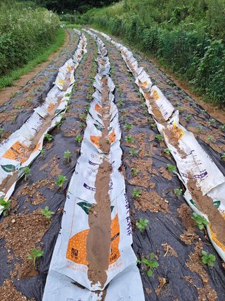 오문섭님의 들깨 · 영농일지 작성글 사진