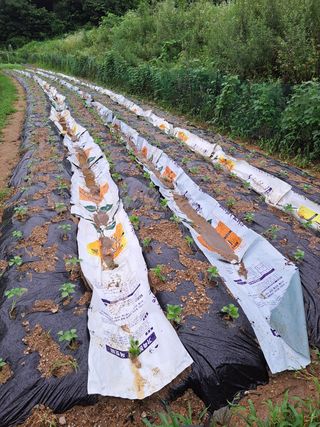 오문섭님의 들깨 · 영농일지 작성글 사진