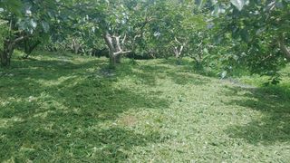 조봉진님의 감 · 자유게시판 작성글 사진