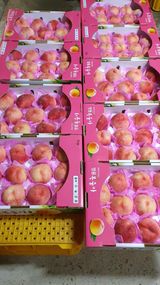 팜모닝 내 농사 경력 자랑하기·참여 게시글 이미지