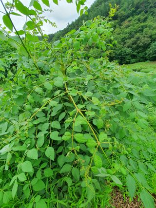 손정남님의 두릅 · 병해충상담 작성글 사진