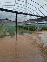 팜모닝 고추·자연재해•동물피해 게시글 이미지