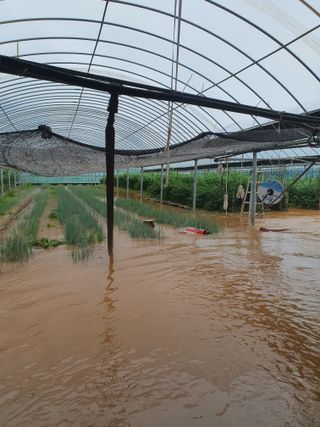 이현주님의 고추 · 자연재해•동물피해 작성글 사진