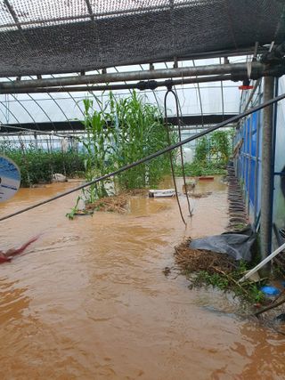 이현주님의 고추 · 자연재해•동물피해 작성글 사진
