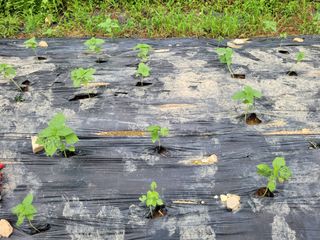 핸즈F 보리님의 들깨 · 병해충상담 작성글 사진