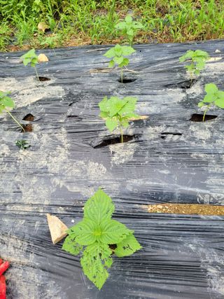 핸즈F 보리님의 들깨 · 병해충상담 작성글 사진