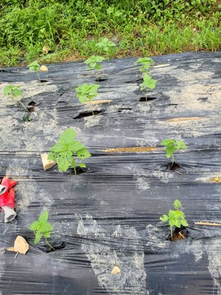 핸즈F 보리님의 들깨 · 병해충상담 작성글 사진