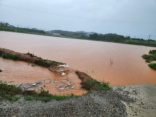 낙엽교목류1705님의 콩 · 자유게시판 작성글 사진
