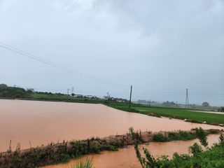 낙엽교목류1705님의 콩 · 자유게시판 작성글 사진