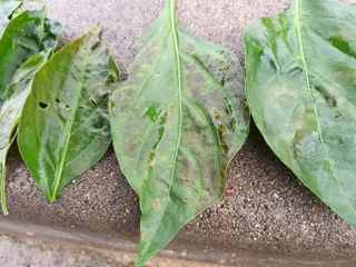 조낙용님의 고추 · 병해충상담 작성글 사진