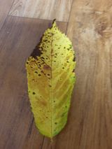 팜모닝 팜모닝 병해충 연구회·병해충상담 게시글 이미지