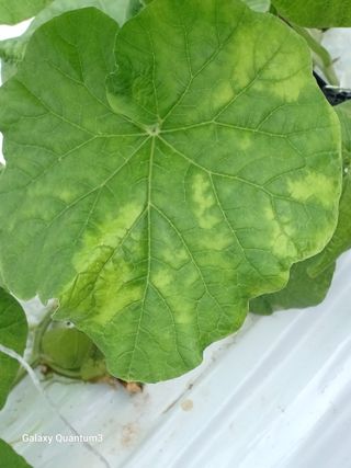 풍운님의 기타작물 · 병해충상담 작성글 사진