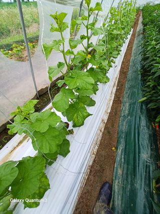 풍운님의 기타작물 · 병해충상담 작성글 사진