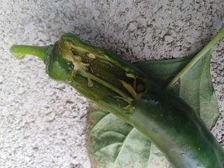 피켐님의 고추 · 병해충상담 작성글 사진