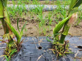 손정아님의 옥수수 · 자유게시판 작성글 사진