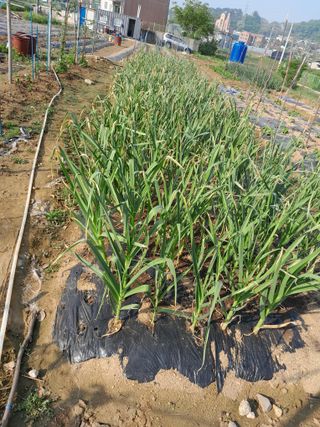 김평식님의 내 농사 경력 자랑하기 · 참여 작성글 사진