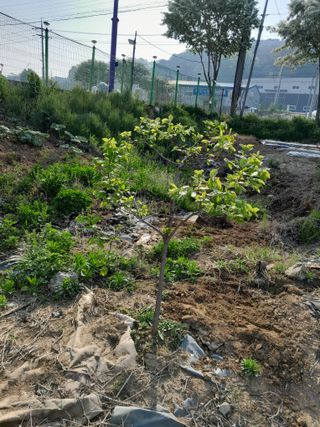 김평식님의 내 농사 경력 자랑하기 · 참여 작성글 사진