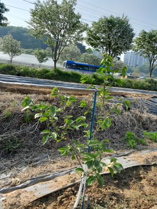 김평식님의 내 농사 경력 자랑하기 · 참여 작성글 사진